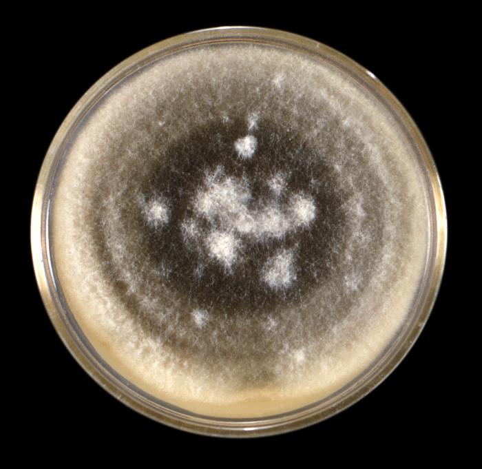 Alternaria sp. culture on Sabouraud dextrose agar (CDC Public Health Image Library, public domain) — the woolly grey-green to olive-brown colony this genus forms.